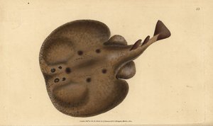 Vanlig torpedo eller elektrisk øyestråle, Raja-torpedo. Håndfarget kobberplate tegnet og gravert av Edward Donovan fra hans Natural History of British Fishes, Donovan og F.C. og J. Rivington, London