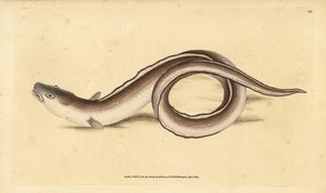 Conger ål, Muraena conger. Håndfarget kobberplate tegnet og gravert av Edward Donovan fra hans Natural History of British Fishes, Donovan og F.C. og J. Rivington, London av Edward Donovan
