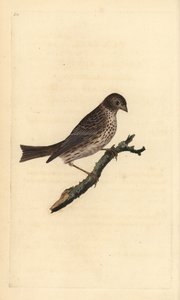 Maisspurv, Miliaria calandra. Håndfarget kobberplate tegnet og gravert av Edward Donovan fra hans egen "Natural History of British Birds," London av Edward Donovan