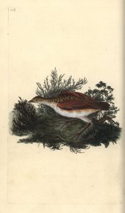 Corn crake, Crex crex. Nær truet. Håndfarget kobberplate tegnet og gravert av Edward Donovan fra hans egen "Natural History of British Birds," London av Edward Donovan