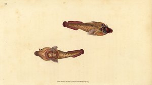 Cornish suger, Lepadogaster purpurea (Ocellated sucker, Cyclopterus ocellatus). Håndfarget kobberplate tegnet og gravert av Edward Donovan fra hans Natural History of British Fishes, Donovan og F.C. og J. Rivington, London av Edward Donovan