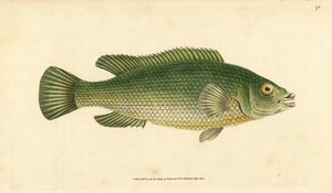 Gjøkleppefisk, Labrus mixtus (Streaked leppefisk, Labrus lineatus). Håndfarget kobberplate tegnet og gravert av Edward Donovan fra hans Natural History of British Fishes, Donovan og F.C. og J. Rivington, London av Edward Donovan