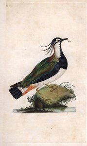Cuppa vippe. Vanellus vanellus (Tringa vanellus). Kobberstikk av Edward Donovan (1768-1837), publisert i Natural History of British Birds, London av Edward Donovan