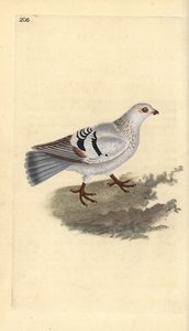 Tamdue, Columba livia domestica. Håndfarget kobberplate tegnet og gravert av Edward Donovan fra hans egen "Natural History of British Birds," London av Edward Donovan