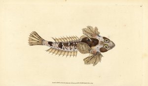Dragonet, Callionymus lyra (Sordid dragonet, Callionymus dracunculus). Håndfarget kobberplate tegnet og gravert av Edward Donovan fra hans Natural History of British Fishes, Donovan og F.C. og J. Rivington, London av Edward Donovan