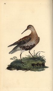 Dunlin, Calidris alpina. Håndfarget kobberplate tegnet og gravert av Edward Donovan fra hans egen "Natural History of British Birds," London