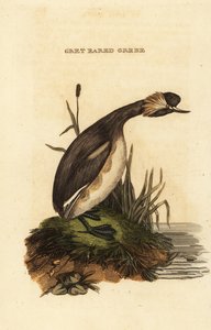 Øredykker eller horndykker, voksen, Podiceps auritus av Edward Donovan