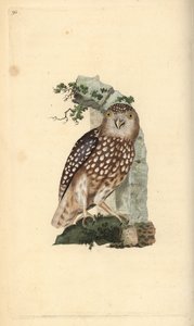 Eurasisk pygmeugle, Glaucidium passerinum. Håndfarget kobberplate tegnet og gravert av Edward Donovan fra hans egen "Natural History of British Birds," London av Edward Donovan