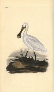 Eurasisk eller vanlig skjestork, Platalea leucorodia. Håndfarget kobberplate tegnet og gravert av Edward Donovan fra hans egen "Natural History of British Birds," London av Edward Donovan