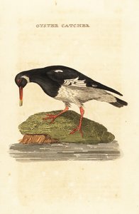 Eurasisk østerssnapp, Haematopus ostralegus av Edward Donovan