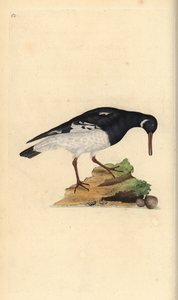 Eurasisk østerssnapp, Haematopus ostralegus. Håndfarget kobberplate tegnet og gravert av Edward Donovan fra hans egen "Natural History of British Birds," London av Edward Donovan