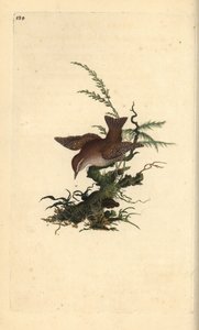 eurasisk gære, troglodytter troglodytter. Håndfarget kobberplate tegnet og gravert av Edward Donovan fra hans egen "Natural History of British Birds" (1794-1819). Edward Donovan (1768–1837) var en anglo-irsk amatørzoolog, forfatter, kunstner og g av Edward Donovan
