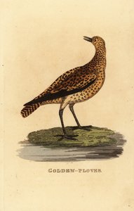 Europeisk gullhår, Pluvialis apricaria av Edward Donovan