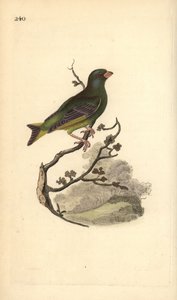 Europeisk grønnfink, Carduelis chloris. Håndfarget kobberplate tegnet og gravert av Edward Donovan fra hans egen "Natural History of British Birds," London av Edward Donovan