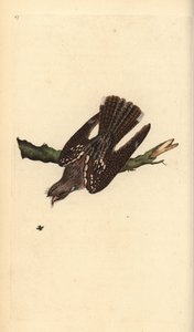 Europeisk nattsjarke, Caprimulgus europaeus. Håndfarget kobberplate tegnet og gravert av Edward Donovan fra hans egen "Natural History of British Birds," London av Edward Donovan