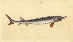 Europeisk eller vanlig stør. Kritisk truet. Håndfarget kobberplate tegnet og gravert av Edward Donovan fra hans Natural History of British Fishes, Donovan og F.C. og J. Rivington, London av Edward Donovan