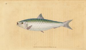 Europeisk pilchard, Sardina pilchardus (Pilchard, Clupea pilchardus). Håndfarget kobberplate tegnet og gravert av Edward Donovan fra hans Natural History of British Fishes, Donovan og F.C. og J. Rivington, London av Edward Donovan