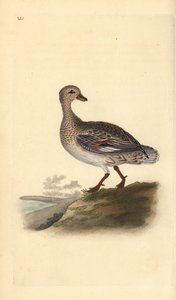 Gadwall (kvinne), Anas strepera. Håndfarget kobberplate tegnet og gravert av Edward Donovan fra hans egen "Natural History of British Birds," London av Edward Donovan