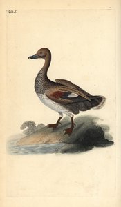 Gadwall (hann), Anas strepera. Håndfarget kobberplate tegnet og gravert av Edward Donovan fra hans egen "Natural History of British Birds," London av Edward Donovan