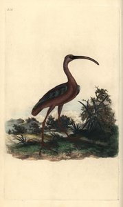 Blank ibis, Plegadis falcinellus. Håndfarget kobberplate tegnet og gravert av Edward Donovan fra hans egen "Natural History of British Birds," London av Edward Donovan