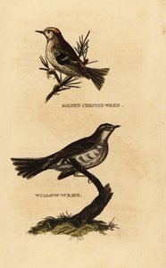 Goldcrest, Regulus regulus og viersanger, Phylloscopus trochilus av Edward Donovan