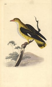 Gylden oriole (hunn), Oriolus oriolus. Håndfarget kobberplate tegnet og gravert av Edward Donovan fra hans egen "Natural History of British Birds," London av Edward Donovan