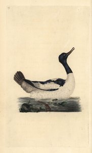 Goosander, Mergus tøsj. Håndfarget kobberplate tegnet og gravert av Edward Donovan fra hans egen "Natural History of British Birds," London av Edward Donovan