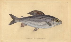 Harr, Thymallus thymallus (Salmo thymallus). Håndfarget kobberplate tegnet og gravert av Edward Donovan fra hans Natural History of British Fishes, Donovan og F.C. og J. Rivington, London av Edward Donovan