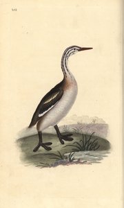 Storspove, Podiceps cristatus. Håndfarget kobberplate tegnet og gravert av Edward Donovan fra hans egen "Natural History of British Birds," London av Edward Donovan