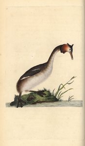 Storspove, Podiceps cristatus. Håndfarget kobberplate tegnet og gravert av Edward Donovan fra hans egen "Natural History of British Birds," London av Edward Donovan