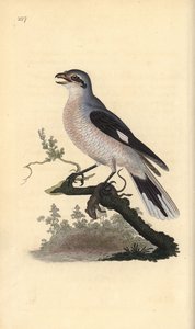 Stor gråskrike (kvinne), Lanius excubitor. Håndfarget kobberplate tegnet og gravert av Edward Donovan fra hans egen "Natural History of British Birds," London av Edward Donovan