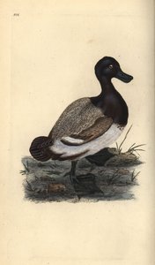 Størsteand, Aythya marila. Håndfarget kobberplate tegnet og gravert av Edward Donovan fra hans egen "Natural History of British Birds," London av Edward Donovan