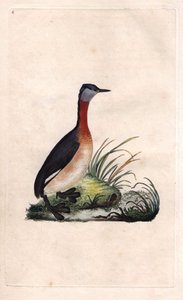 Grebe munter. Podiceps grisegena (Podiceps ruficollis). Kobberstikk av Edward Donovan (1768-1837), utgitt i Histoire naturelle des oiseaux britanniques, London av Edward Donovan