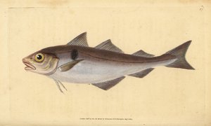 Hyse, Melanogrammus aeglefinus (Gadus aeglefinus). Sårbar. Håndfarget kobberplate tegnet og gravert av Edward Donovan fra hans Natural History of British Fishes, Donovan og F.C. og J. Rivington, London av Edward Donovan