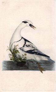 Harle panter. Mergus albellus. Kobberstikk av Edward Donovan (1768-1837), publisert i Natural History of British Birds, London av Edward Donovan