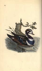 Harlekinand, Histrionicus histrionicus. Håndfarget kobberplate tegnet og gravert av Edward Donovan fra hans egen "Natural History of British Birds," London av Edward Donovan