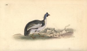 Perlehøne med hjelm, Numida meleagris. Håndfarget kobberplate tegnet og gravert av Edward Donovan fra hans egen "Natural History of British Birds," London av Edward Donovan