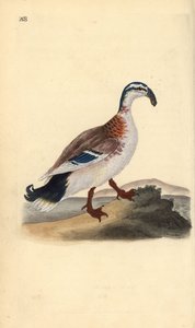 Kroknebbstokkand, Anas platyrhynchos. Håndfarget kobberplate tegnet og gravert av Edward Donovan fra hans egen "Natural History of British Birds," London av Edward Donovan