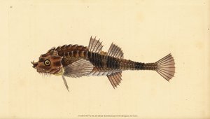 Hooknose, Agonus cataphractus (Pogge eller væpnet oksehode, Cottus cataphractus). Håndfarget kobberplate tegnet og gravert av Edward Donovan fra hans Natural History of British Fishes, Donovan og F.C. og J. Rivington, London av Edward Donovan