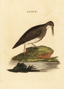 Minste sandpiper, Calidris minutilla av Edward Donovan