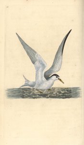 Liten eller liten tern, Sternula albifrons. Håndfarget kobberplate tegnet og gravert av Edward Donovan fra hans egen "Natural History of British Birds," London av Edward Donovan