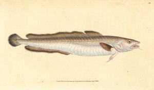 Langefisk, Molva molva (Gadus molva). Håndfarget kobberplate tegnet og gravert av Edward Donovan fra hans Natural History of British Fishes, Donovan og F.C. og J. Rivington, London