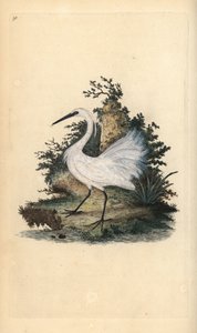 Lille egret, Egreta garzetta. Håndfarget kobberplate tegnet og gravert av Edward Donovan fra hans egen "Natural History of British Birds," London av Edward Donovan