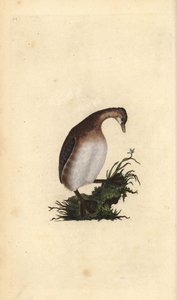 Lille lappedykker, Tachybaptus ruficollis. Håndfarget kobberplate tegnet og gravert av Edward Donovan fra hans egen "Natural History of British Birds," London av Edward Donovan