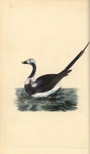 Langhaleand, Clangula hyemalis. Sårbar. Håndfarget kobberplate tegnet og gravert av Edward Donovan fra hans egen "Natural History of British Birds," London av Edward Donovan