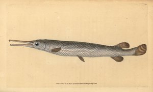 Longnose gar, Lepisosteus osseus (Osseus gar fisk, Esox osseus). Håndfarget kobberplate tegnet og gravert av Edward Donovan fra hans Natural History of British Fishes, Donovan og F.C. og J. Rivington, London av Edward Donovan
