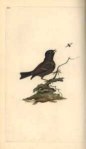 Myrmeis, Poecile Palustris. Håndfarget kobberplate tegnet og gravert av Edward Donovan fra hans egen "Natural History of British Birds," London av Edward Donovan