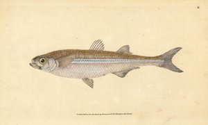 Middelhavssandlukt eller europeisk aterin, Atherina hepsetus. Håndfarget kobberplate tegnet og gravert av Edward Donovan fra hans Natural History of British Fishes, Donovan og F.C. og J. Rivington, London av Edward Donovan