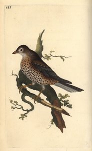 Misteltrost, Turdus viscivorus. Håndfarget kobberplate tegnet og gravert av Edward Donovan fra hans egen "Natural History of British Birds," London av Edward Donovan