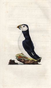 Munkeskjær. Fratercula arctica (Alca arctica). Kobberstikk av Edward Donovan (1768-1837), publisert i Natural History of British Birds, London av Edward Donovan